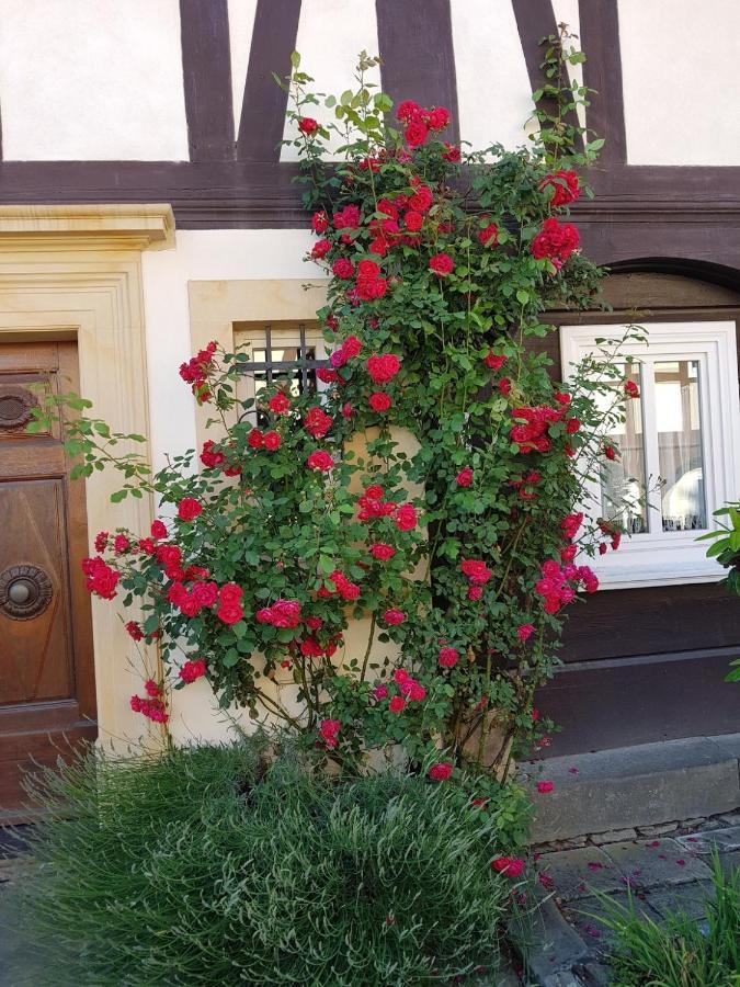 Fewo Niedere Muehlwiese Apartment Grossschoenau Luaran gambar